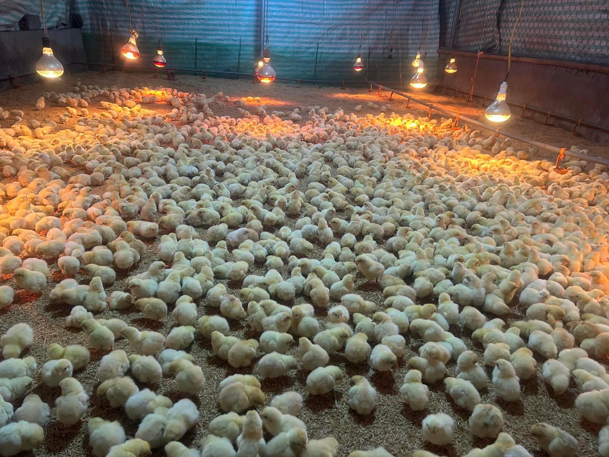 Trang trại BATEXIM