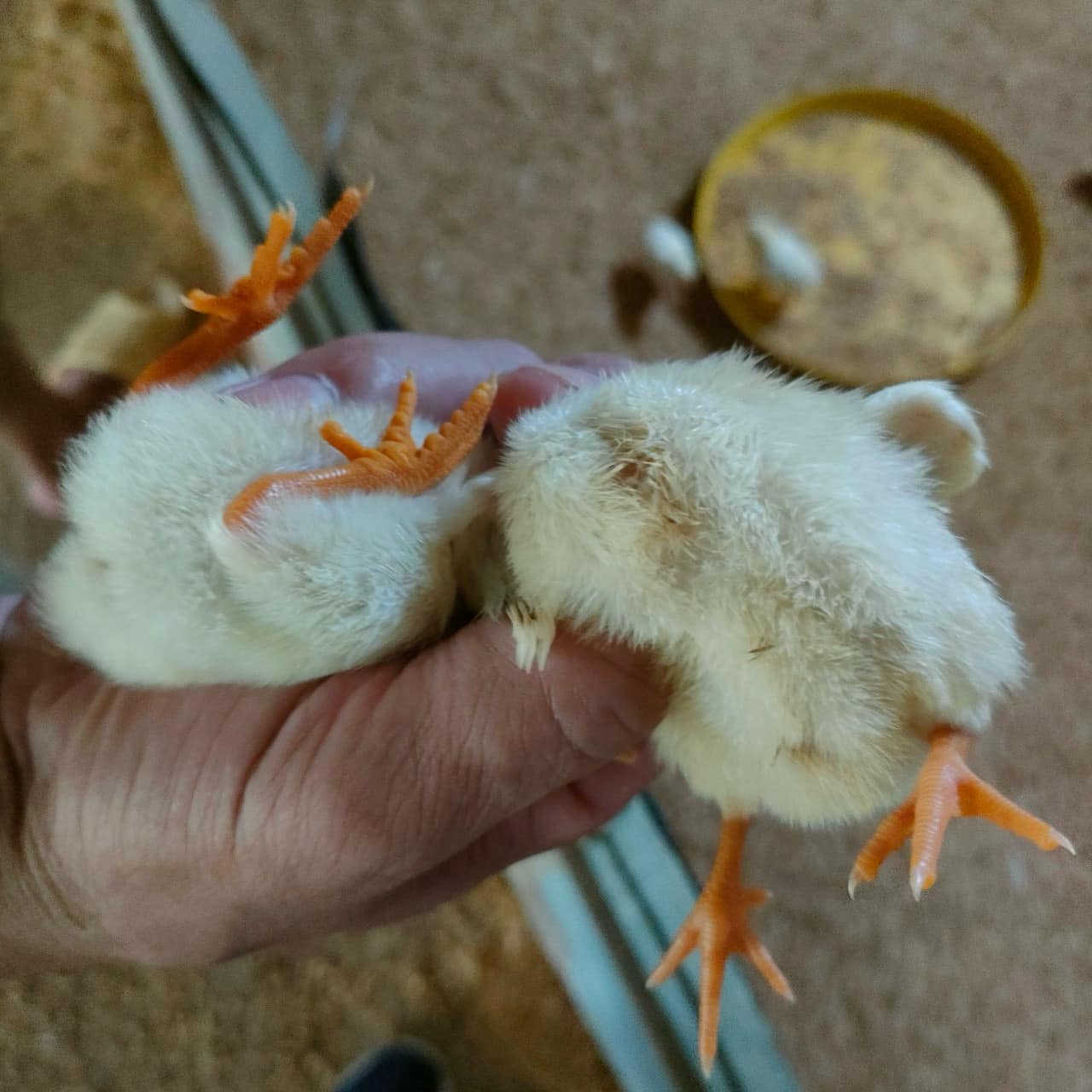 Video Trang trại Bác Minh