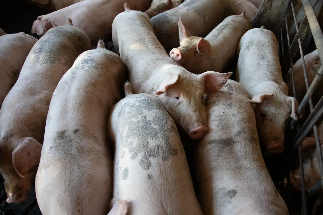 A close-up view of pigs crowded in an indoor farming facility.