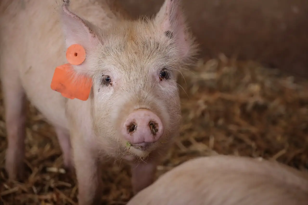 A curious piglet with a tag explores the straw floor of a farm environment.