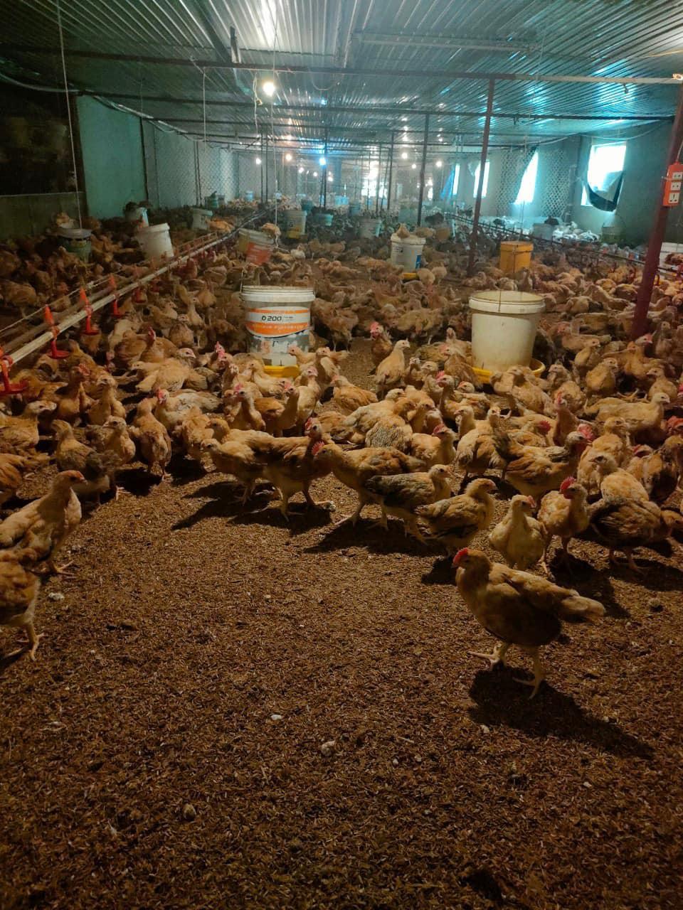 Chuồng nuôi hiện đại